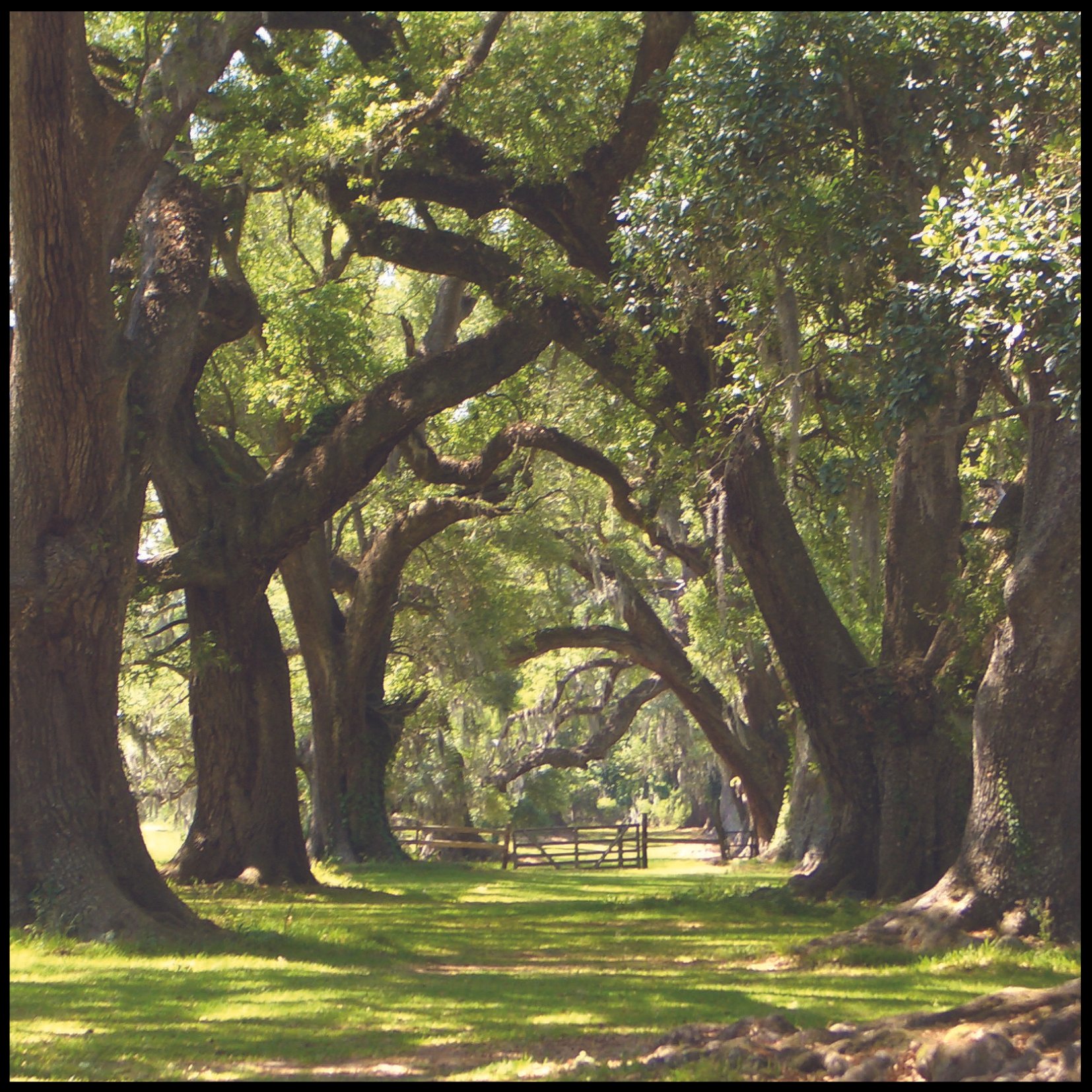 Oak Alley